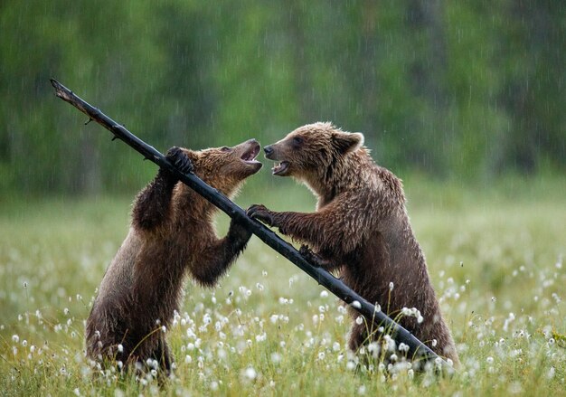 Bear Creek Arsenal Unveils the Powerful New Grizzly: A Game-Changing Firearm for Hunters