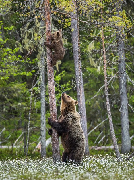Bear Creek Arsenal Unveils the Powerful New Grizzly: A Game-Changing Firearm for Hunters