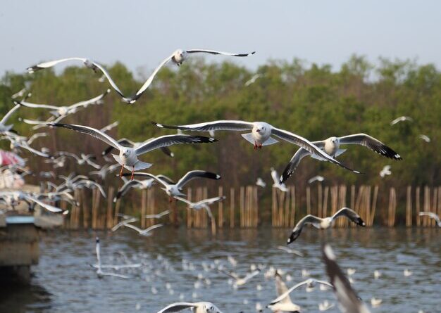 The Evolution of State Fish and Game Departments: Implications for Conservation and Angling