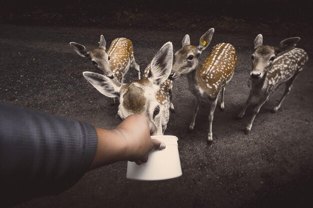 10 Pro Tips for Capturing Stunning Mule Deer Shots in the Badlands